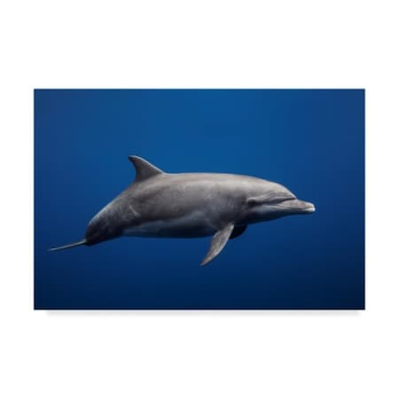 Barathieu Gabriel 'Dolphin On Blue' Canvas Art,22x32